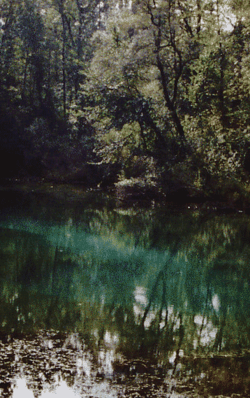 Giessen (Grundwasserquelle) im Rheinwald bei Burkheim